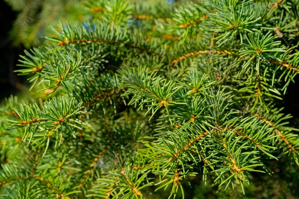 Grön Gran Gren Med Nålar — Stockfoto