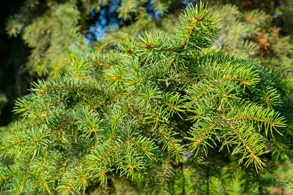 Green Fir Tree Branch Needles — Stock Photo, Image