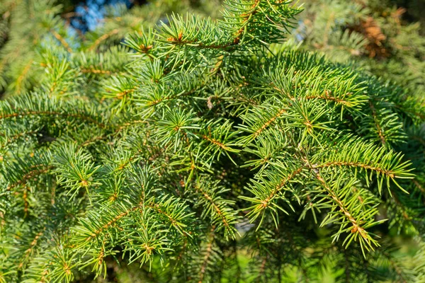 Grön Gran Gren Med Nålar — Stockfoto