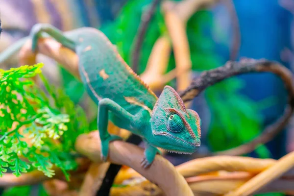 Zelený Chameleon Větvi Domácí Zvíře Exotické Tropické Zvíře — Stock fotografie