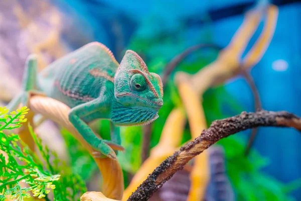 Camaleão Verde Num Ramo Animais Domésticos Exóticos Animais Tropicais — Fotografia de Stock