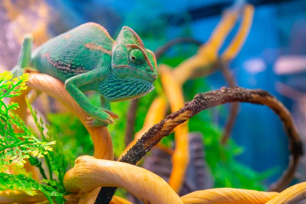 Bir Dalda Yeşil Bukalemun Evcil Hayvan Egzotik Tropikal Hayvan — Stok fotoğraf