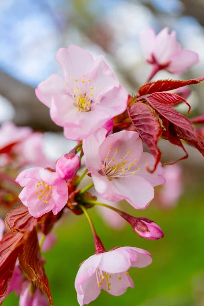 Sakura Blossom Spring Beautiful Pink Flowers Tree — Stock Photo, Image