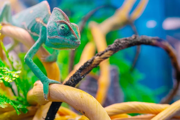 Camaleão Verde Num Ramo Animais Domésticos Exóticos Animais Tropicais — Fotografia de Stock