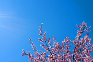 Bahar kiraz çiçeği. Güzel pembe çiçek arkaplanı. 
