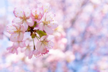 Bahar kiraz çiçeği. Güzel pembe çiçek arkaplanı. 