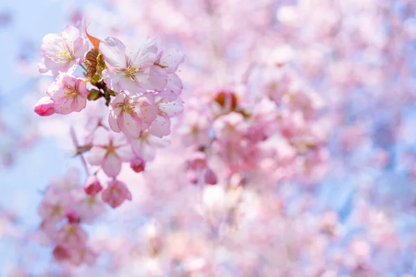 春の桜 美しいピンクの花の背景 — ストック写真