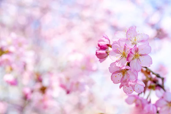 春の桜 美しいピンクの花の背景 — ストック写真