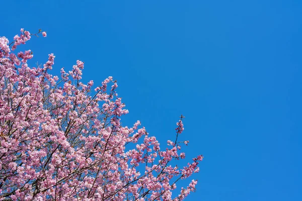 Весняний Цвіт Вишні Красивий Рожевий Квітковий Фон — стокове фото