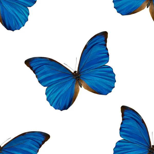 Mavi Kelebeklerin Kusursuz Deseni Güzel Böceklerin Doğal Arka Planı — Stok fotoğraf