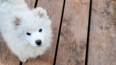 Beyaz Samoyed Husky köpeği. Yumuşak ceketli, dost canlısı köpekler..