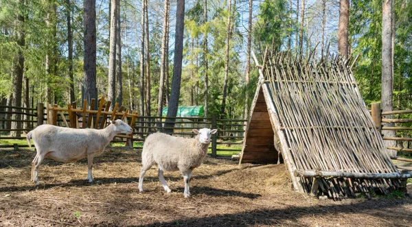 Ovce Ohradě Ovce Domácí Zvířata Farmě — Stock fotografie