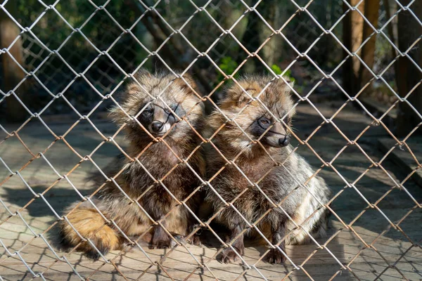 Raccoons in a cage. Animals in the zoo. Keeping wild animals in captivity.