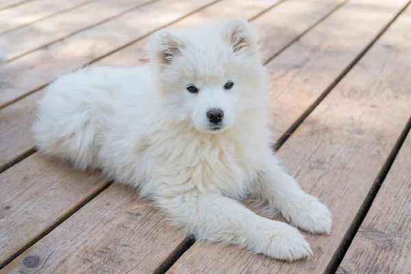 Blanco Cachorro Husky Samoyed Perros Amigables Con Abrigo Esponjoso —  Fotos de Stock