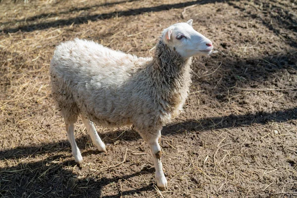 Ağılda Koyun Var Çiftlikte Koyun Beslemek — Stok fotoğraf