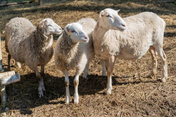 Sheep Corral Sheep Pets Farm — Stock Photo, Image