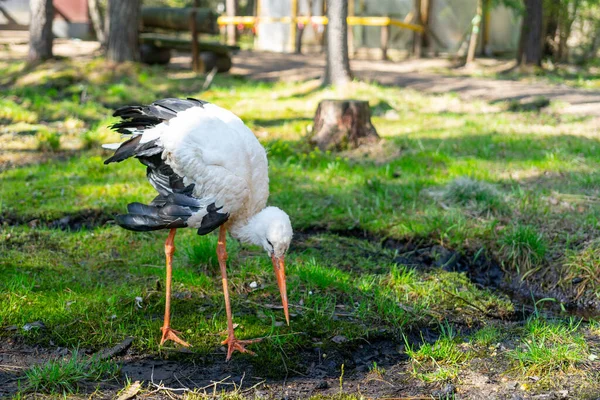 Gyönyörű Madár Gólya Erdőben Madár Vadonban — Stock Fotó