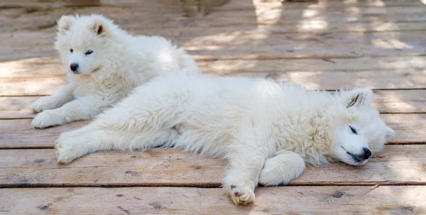 Filhote Cachorro Branco Samoyed Husky Cães Amigáveis Com Casaco Fofo — Fotografia de Stock