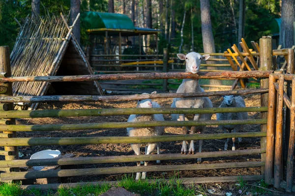Ovelhas Curral Animais Estimação Ovelhas Fazenda — Fotografia de Stock