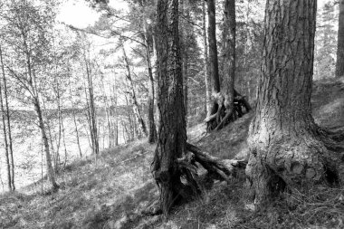 Yaz ormanındaki yaşlı çam ağaçları.. 