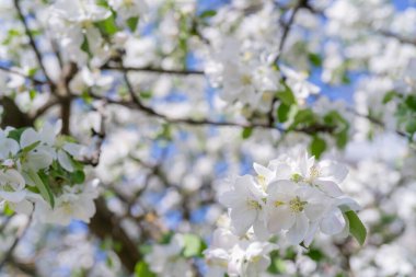 İlkbaharda çiçek açan elma ağaçları. Güzel çiçekli beyaz arka plan. 