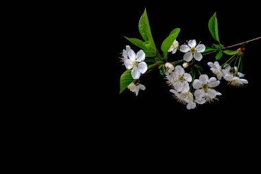 Çiçek açan kiraz dalı. Bahar beyaz çiçekleri. Çiçek açmış şarap ağacı. 