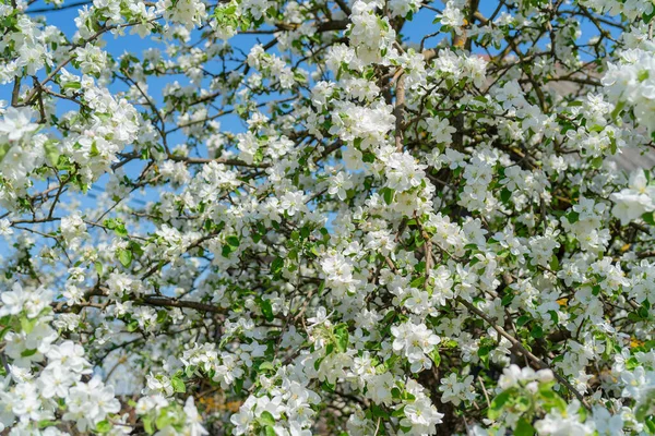 Гілки Квітучих Яблунь Навесні Красивий Квітковий Білий Фон — стокове фото