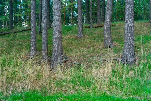 Tronchi Pini Secolari Nella Foresta Estiva — Foto Stock