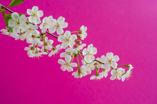 桜の枝を咲かせます 春の白い花 開花中のワインの木 — ストック写真