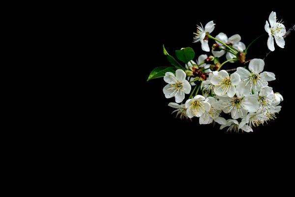 Blühender Kirschzweig Weiße Frühlingsblumen Weinbaum Voller Blüte — Stockfoto