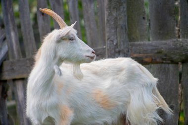 Beyaz keçi çitin arkasında. Çiftlikteki evcil hayvan. 