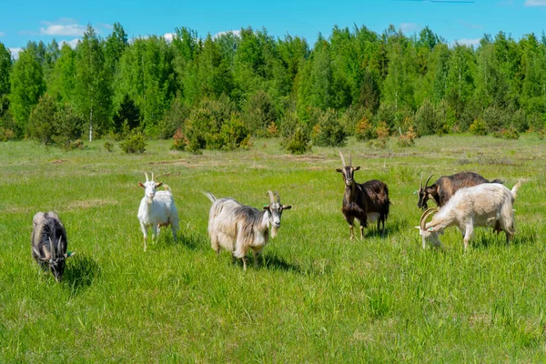 山羊宠物在绿色的草地上吃草 农场里的宠物 — 图库照片