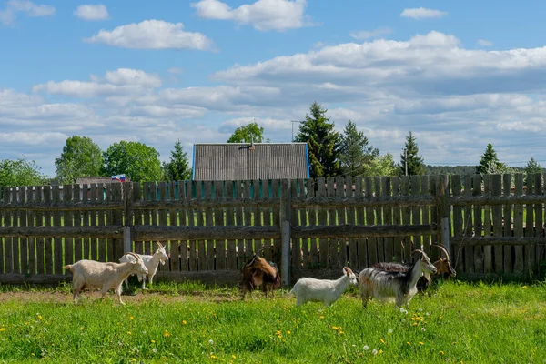 Keçiler Çimlerde Otlar Çiftlikte Yaz Hayvanı — Stok fotoğraf