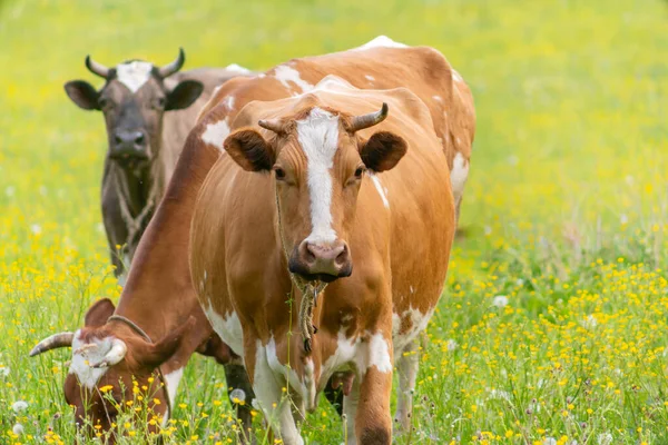 A beautiful cow grazes in the summer on a green meadow. The pet looks directly into the camera camera.