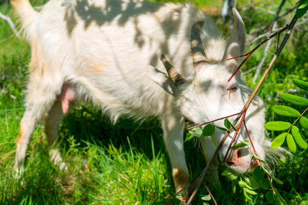 Goat pets graze on a green meadow. Pets on the farm.