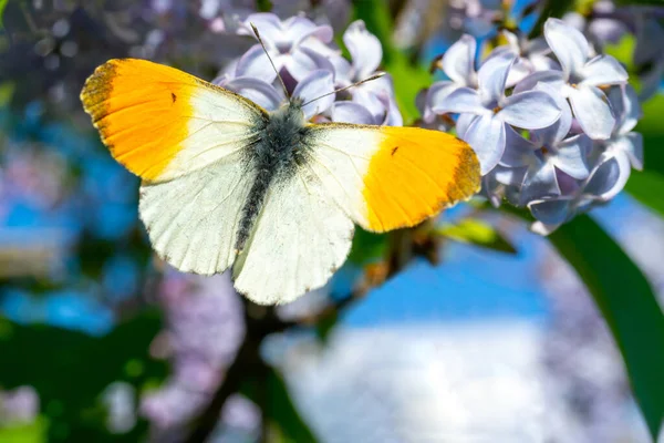 아름다운 나비가 곤충은 수분을 시키고 꽃에는 있습니다 — 스톡 사진
