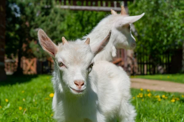 Two Cute Little White Goat Summer Pet Farm — Stock Photo, Image