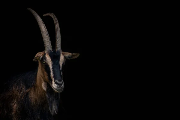 Cabra Branca Sobre Fundo Preto Animal Estimação Casa Fazenda — Fotografia de Stock