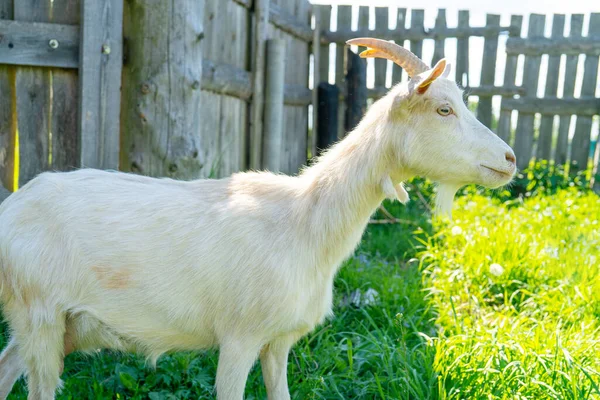 Pet Goat Enters Wooden Gate Pets Farm — Stock Photo, Image