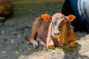 Yaz günü inek çiftliğinde kahverengi buzağı. Sevimli hayvan.. 