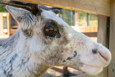 Bir yaz gününde çiftlikte ren geyiği. Sevimli hayvan.. 