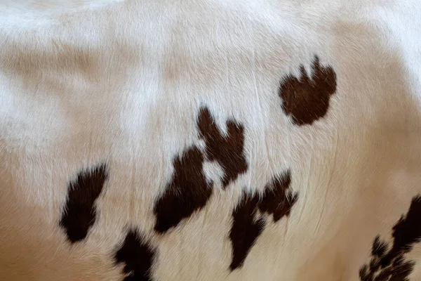 一头有褐色斑点的白母牛的皮 动物毛皮自然背景 温暖蓬松的表面 — 图库照片
