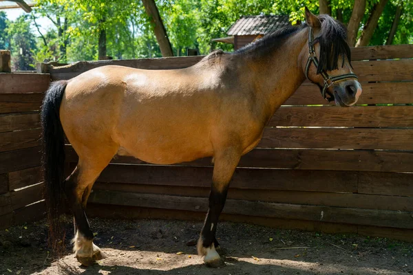 夏の日に農場の茶色の馬 かわいいペット — ストック写真