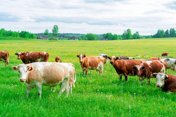 一头漂亮的母牛在一片绿色的草地上吃草 这只宠物直接看着摄像机 — 图库照片