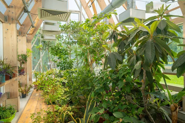 Zielone Rośliny Pawilonie Szklanym Dachem Nowoczesne Wnętrze — Zdjęcie stockowe