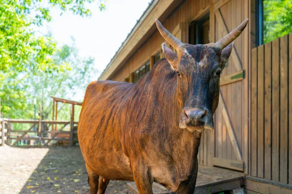 Barna Tehén Egy Farmon Egy Nyári Napon Aranyos Kisállat — Stock Fotó