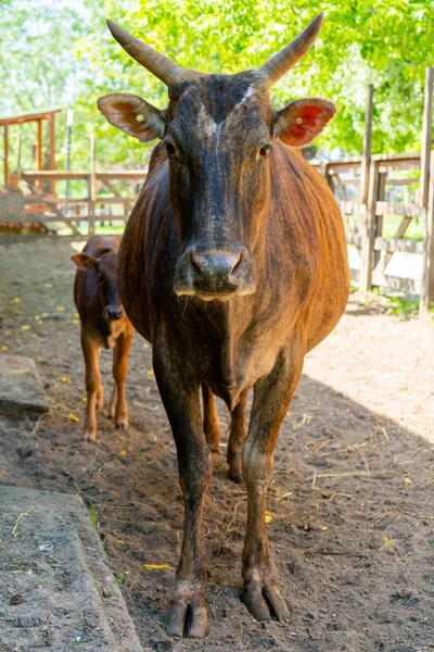 夏天的一天 一头棕色的母牛和小牛犊在一个农场里 可爱的宠物 — 图库照片