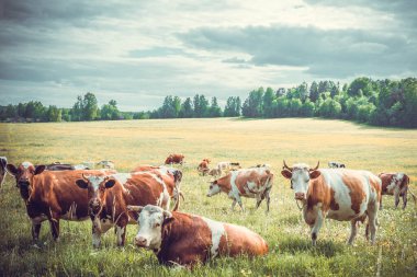 Bir inek sürüsü yeşil bir çayırda otluyor. Çiftlikte yaz hayvanı.