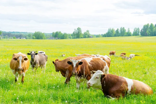 一群奶牛在绿色的草地上吃草 在农场的夏日 — 图库照片