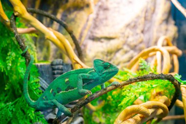 Genç, yeşil bir bukalemun dalda. Sevimli hayvan. Hayvanın koruyucu rengi. 